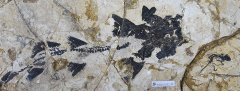 沐鸣娱乐主管早白垩世哺乳动物化石揭示中耳演