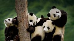<b>沐鸣1956主管大熊猫为何爱吃竹子，科学家从其牙</b>