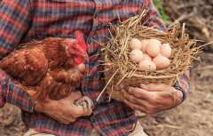 <b>沐鸣代理招商健康养生：鸡蛋的正确吃法吃出健</b>